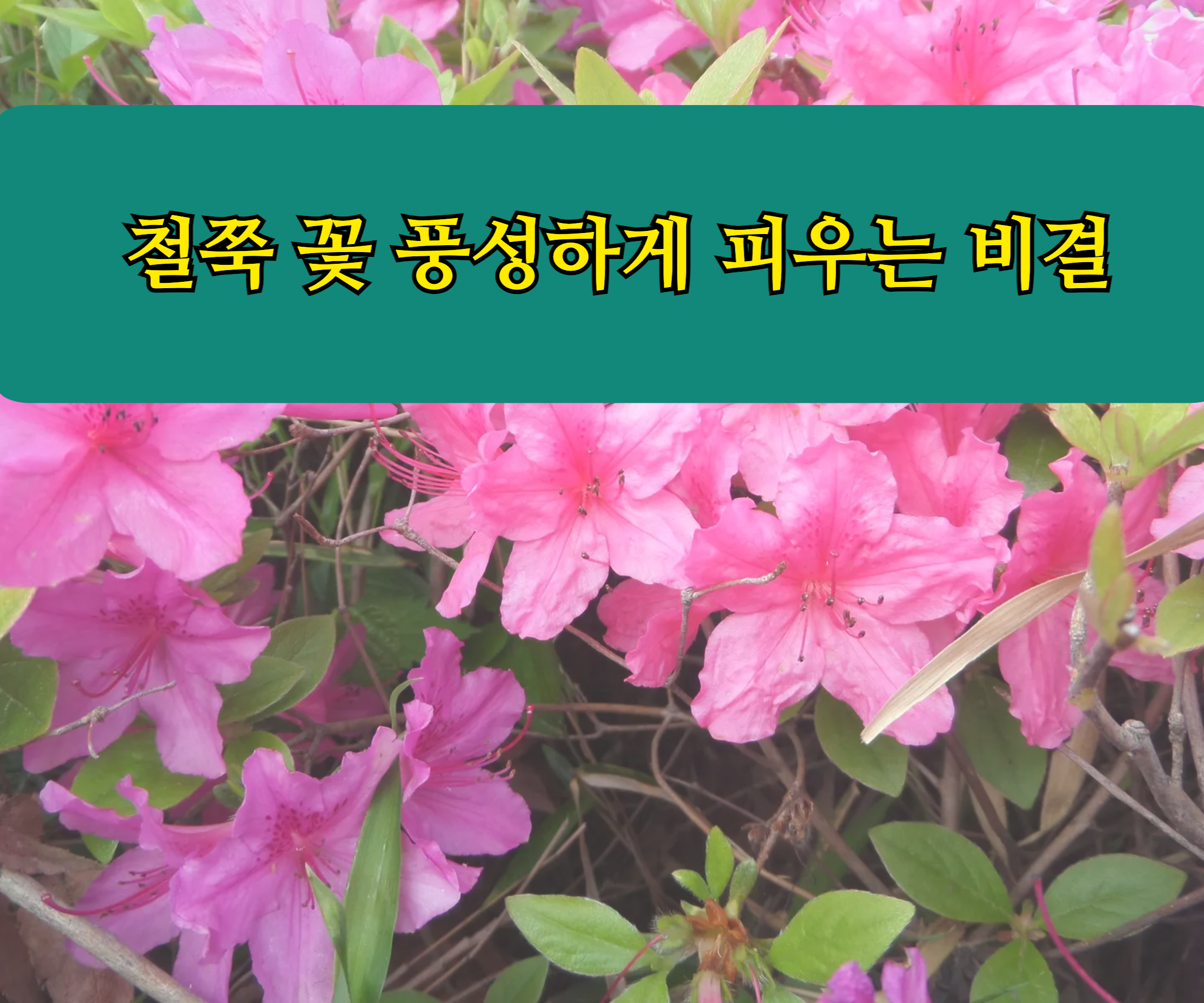 철쭉 꽃 풍성하게 피우는 비결