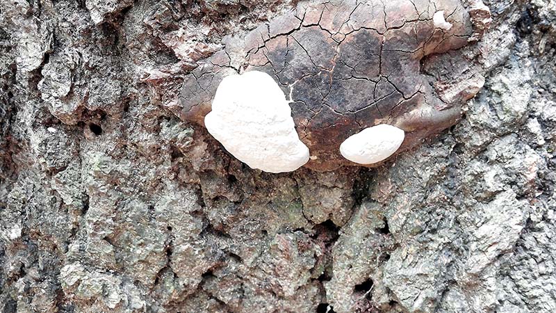 북한산둘레길 방학동길
