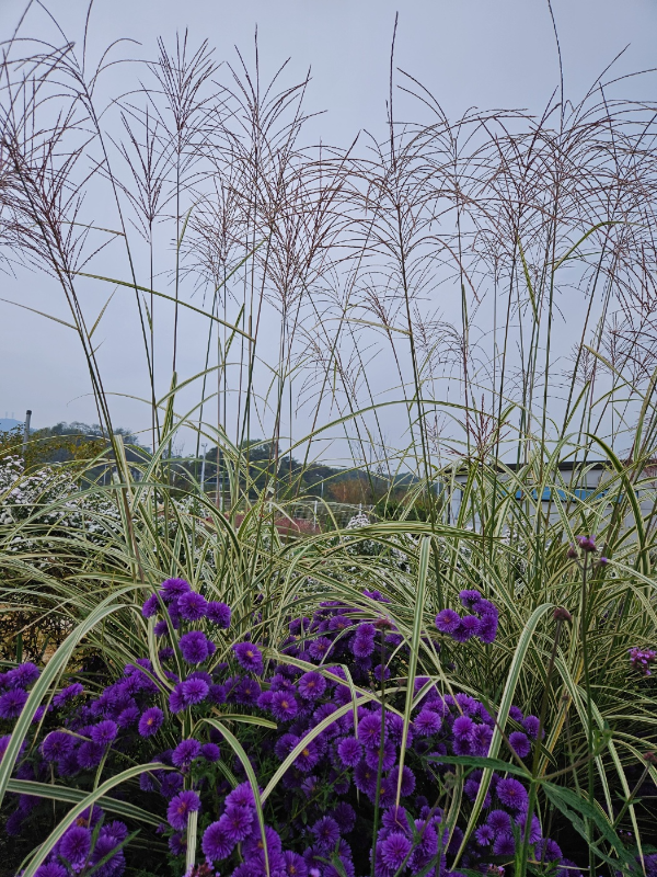 나리공원- 가을