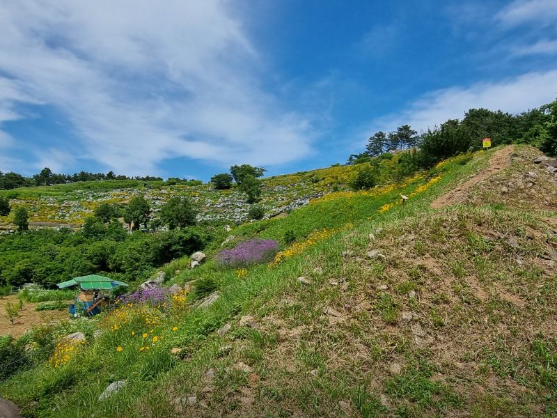 지세포진성꽃동산