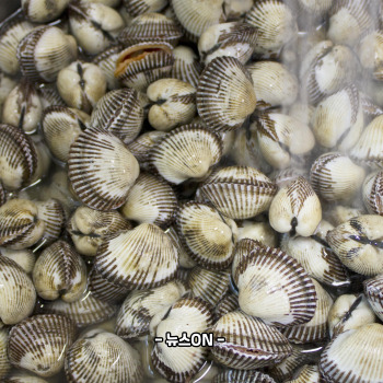 꼬막 삶는법