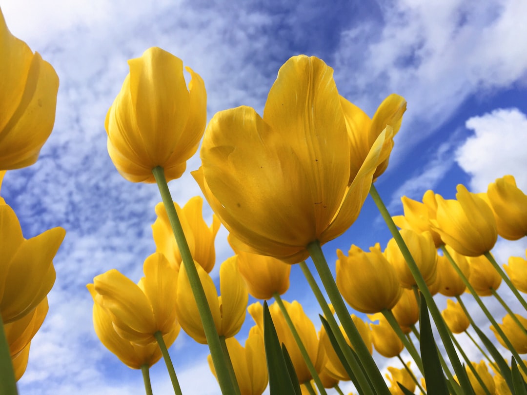 Tulip