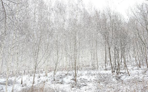 인제 자작나무숲 운영시간&middot;입산마감&middot;코스&middot;주차 정보