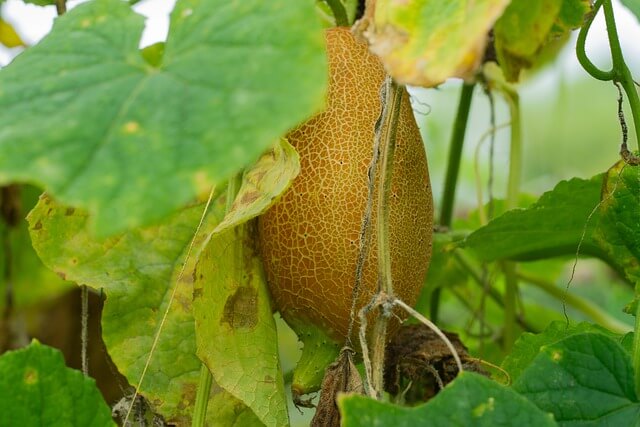 노각-효능