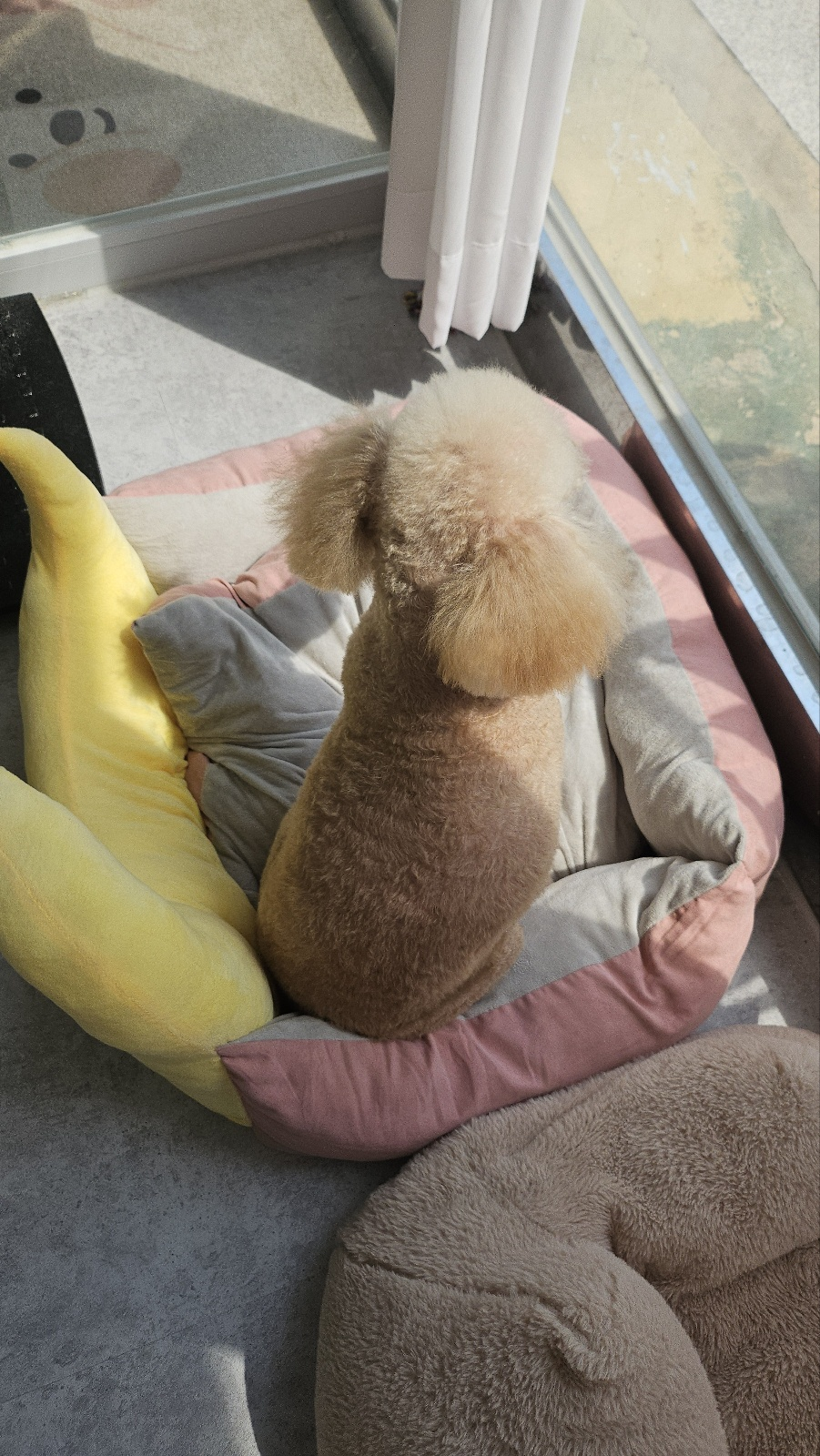 경기 광주 양벌동 애견미용, 강아지 미용, 덕자네 미용실