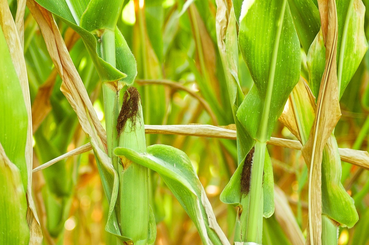 GMO 완전표시제, 식품업계의 우려와 전망, GMO식품