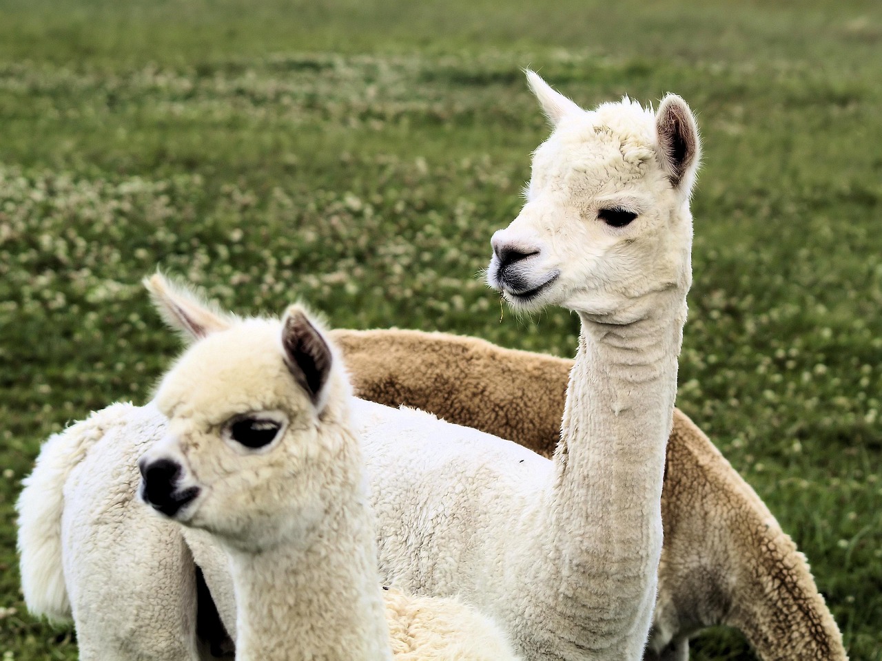 새끼 라마 두 마리의 편안한 눈빛