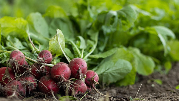 텃밭작물파종시기