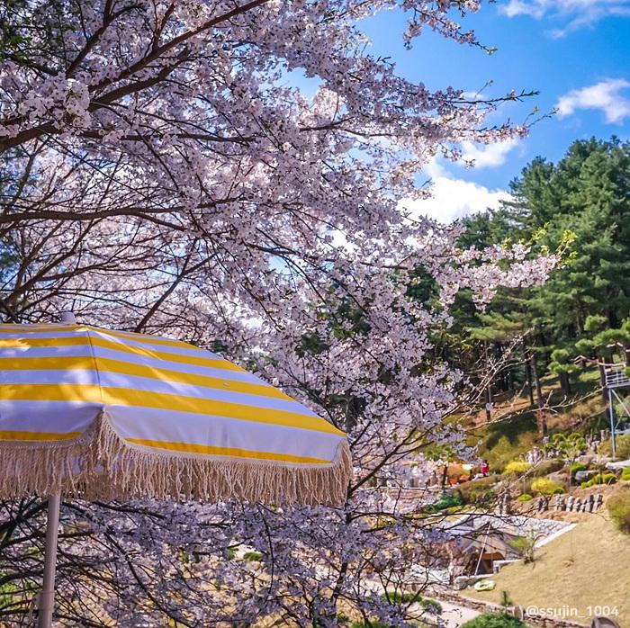 서울·경기 벚꽃캠핑장 추천 ❘ 봄날 감성 가득한 캠핑 명소 6곳