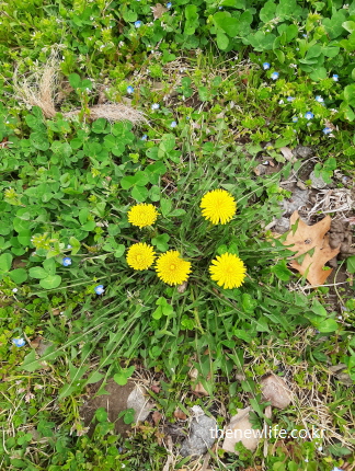 잔디밭과 들판에 자생하는 노란 민들레꽃