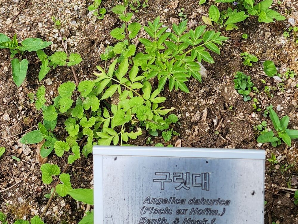 약초원 표본장의 구릿대