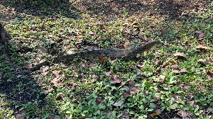 방콕 여행 추천 룸피니 공원