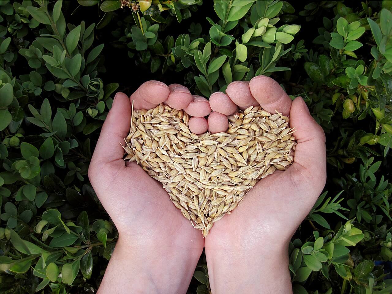고대 곡물의 귀환&amp;#44; 파로(Farro)