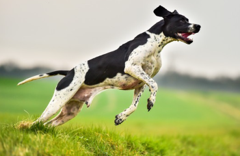 야외를 달리는 잉글리시 포인터.