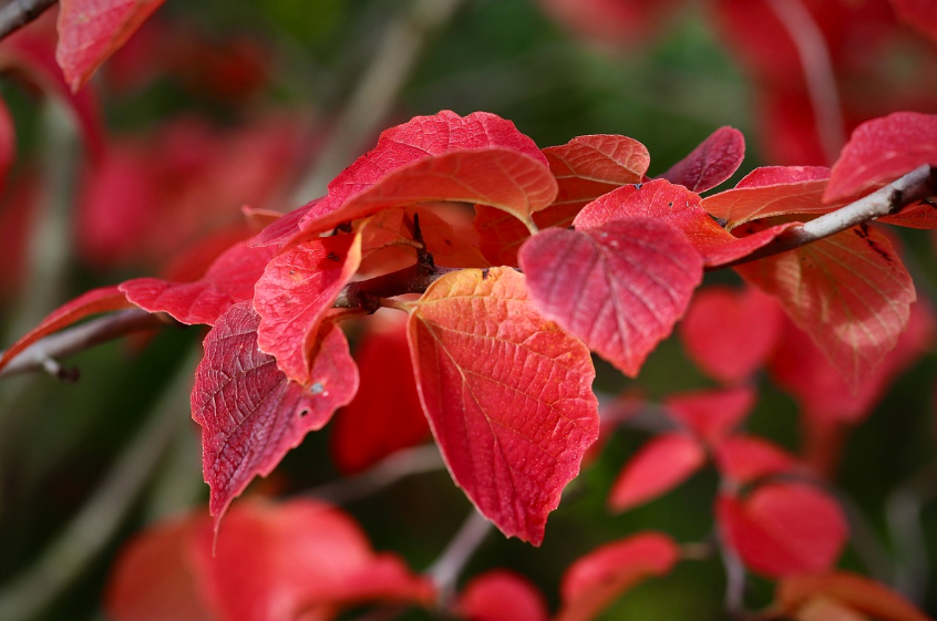 "옷소매 붉은 끝동" 실화,감독,마지막회