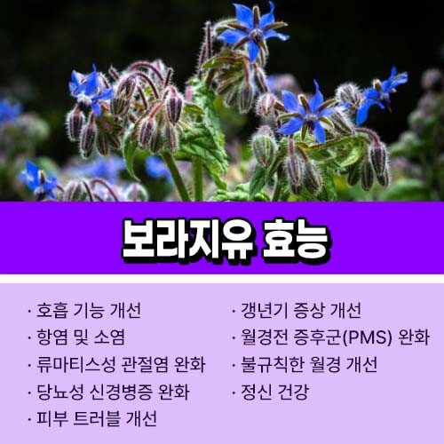 보라지오일 효능