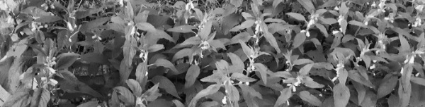 단작: 8월 하순 ~ 9월 상순