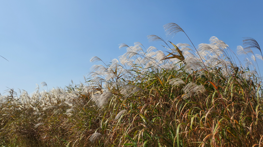 신성리 갈대밭