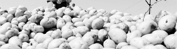 감자캐는 시기, 감자 수확시기: 수미감자