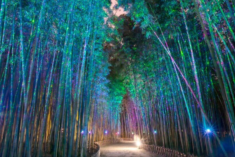 울산여행 태화강 대나무숲 축제 야경