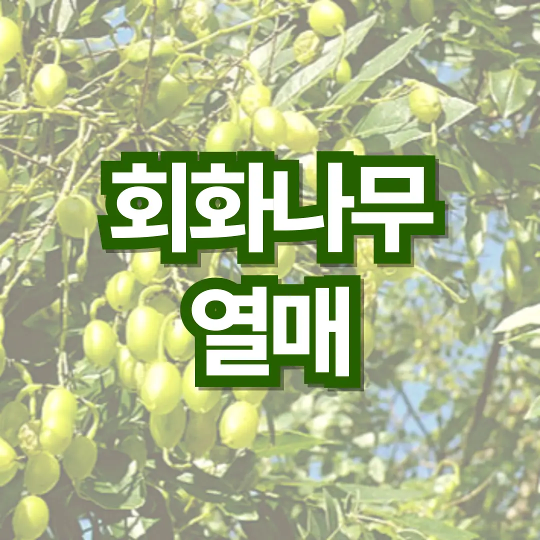 회화나무-열매-효능