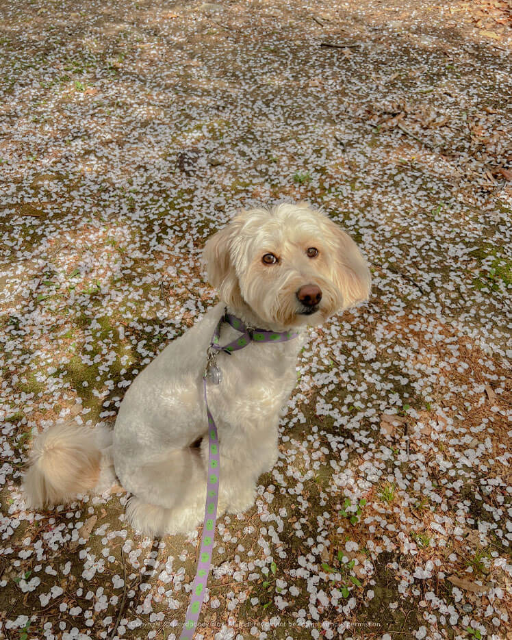 벚꽃과 강아지