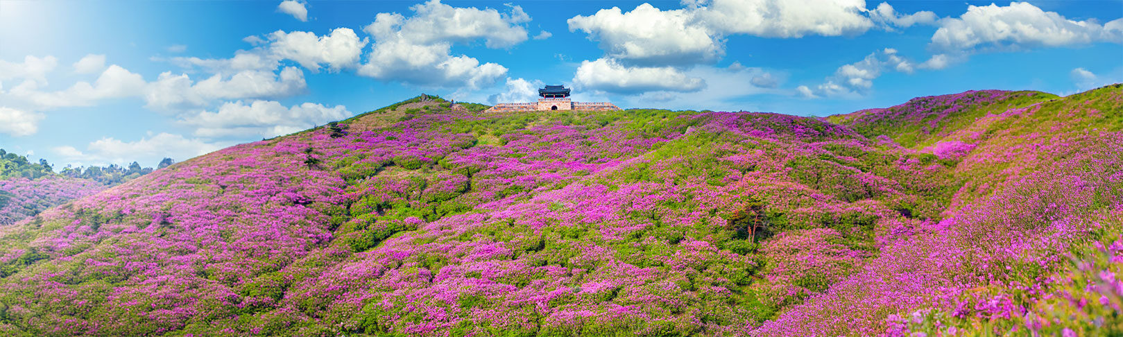 산청 황매산 철쭉