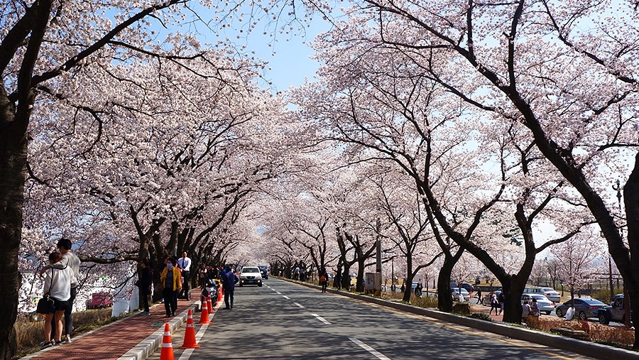 벚꽃개화시기 2024