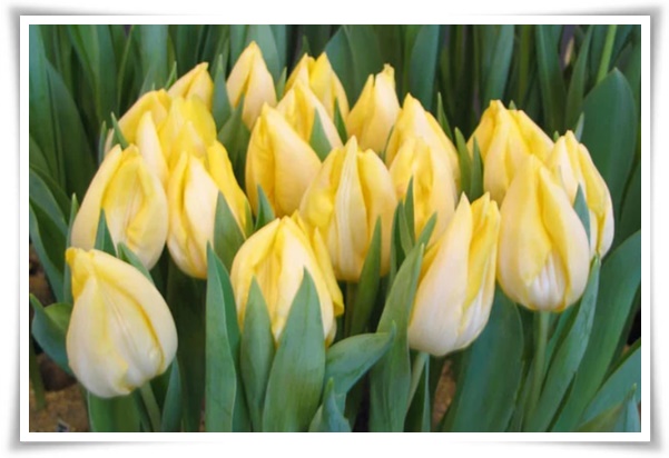 "튤립" 매력적인 봄의 대표적인 꽃, 튤립의 매력!