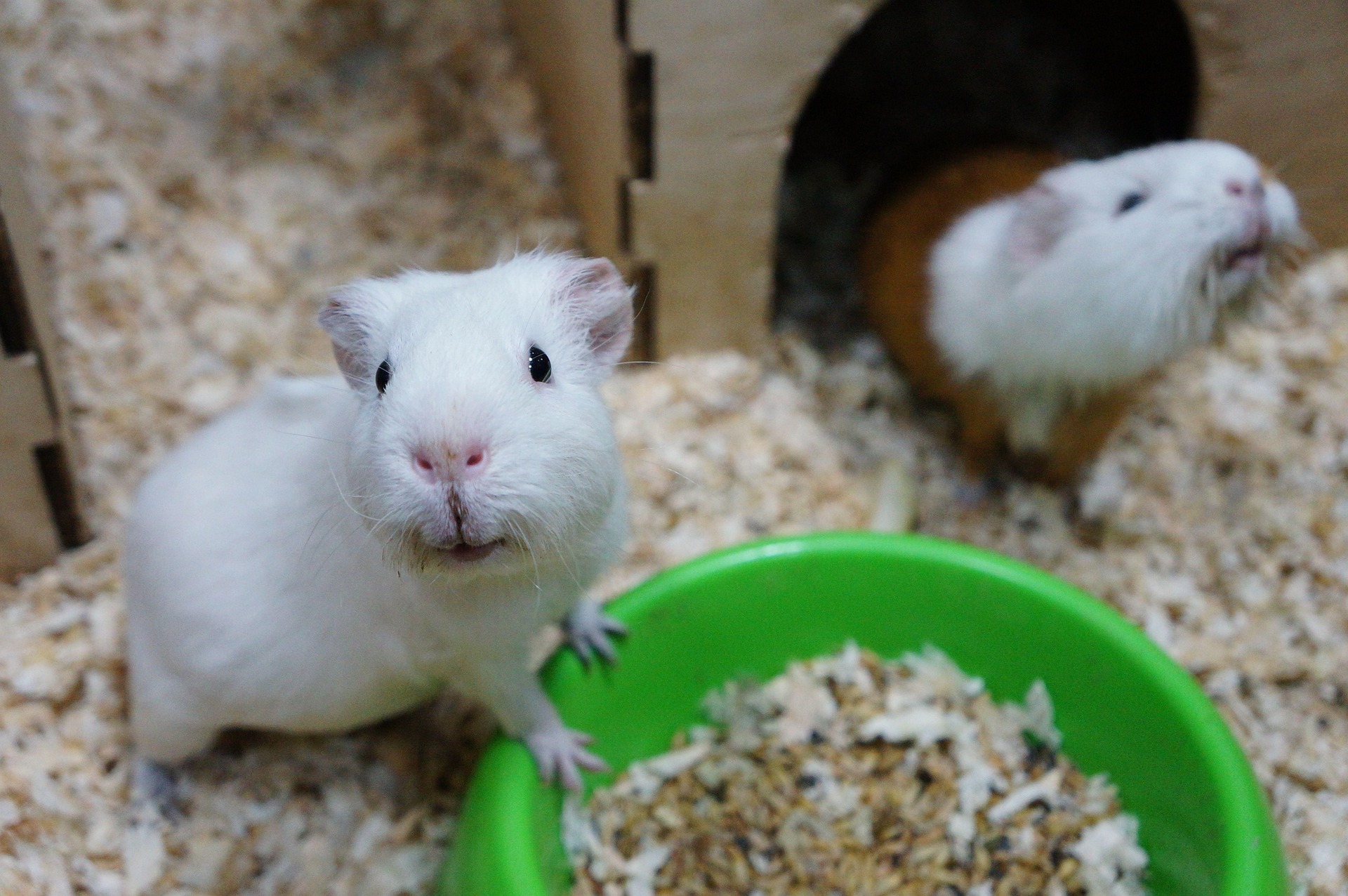 주인이 불러서 보고있는 기니피그사진