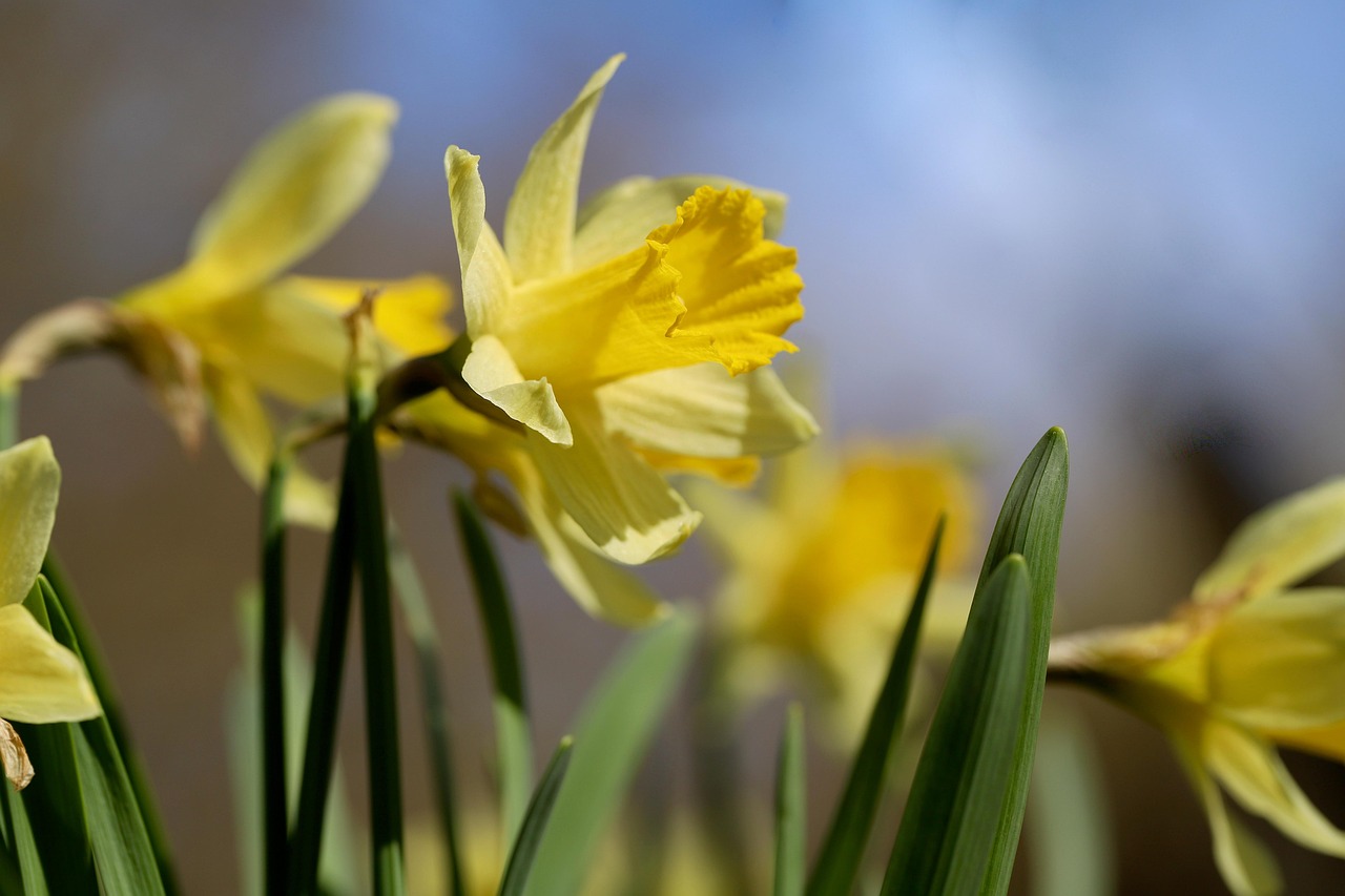 신안 선도 수선화축제 일정 주차 프로그램 총정리