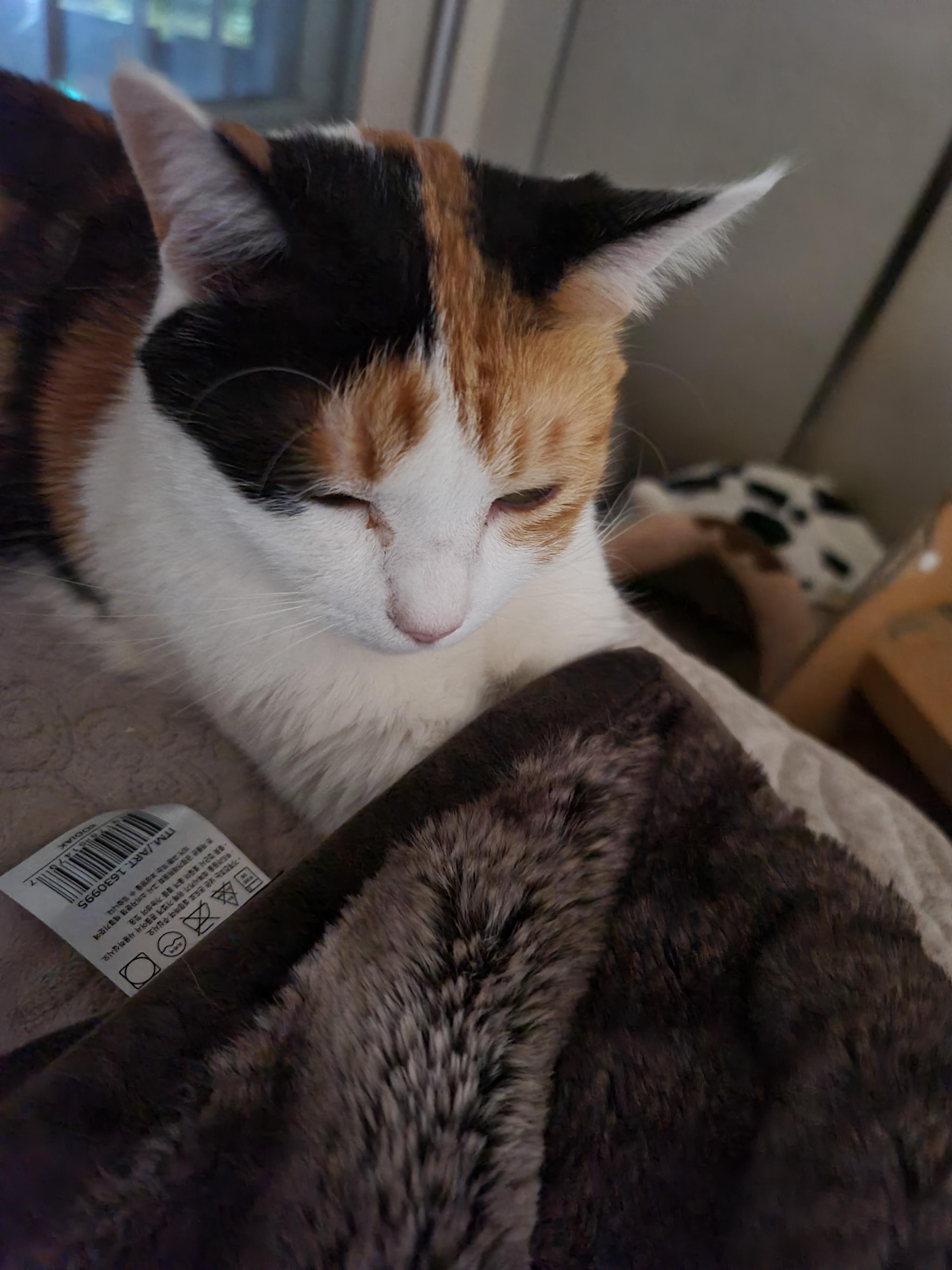 지난밤.. 허술했던 요미의 앞발찜질