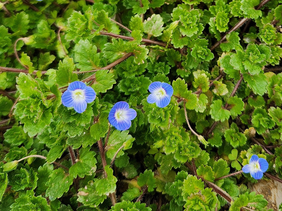 큰개불알풀(큰봄까치꽃)