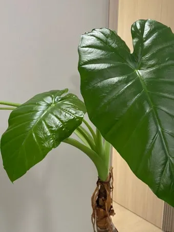 알로카시아 키우기 물주기 햇빛온도 관리 잎 크게 키우는 법_13