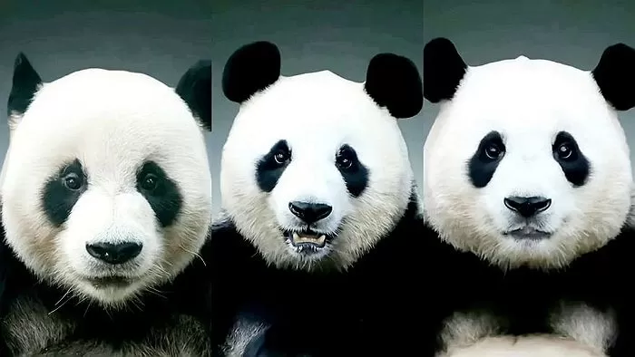 러바오 아이바오 푸바오