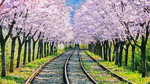 2025년 벚꽃 개화시기