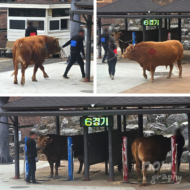 청도-소싸움경기장