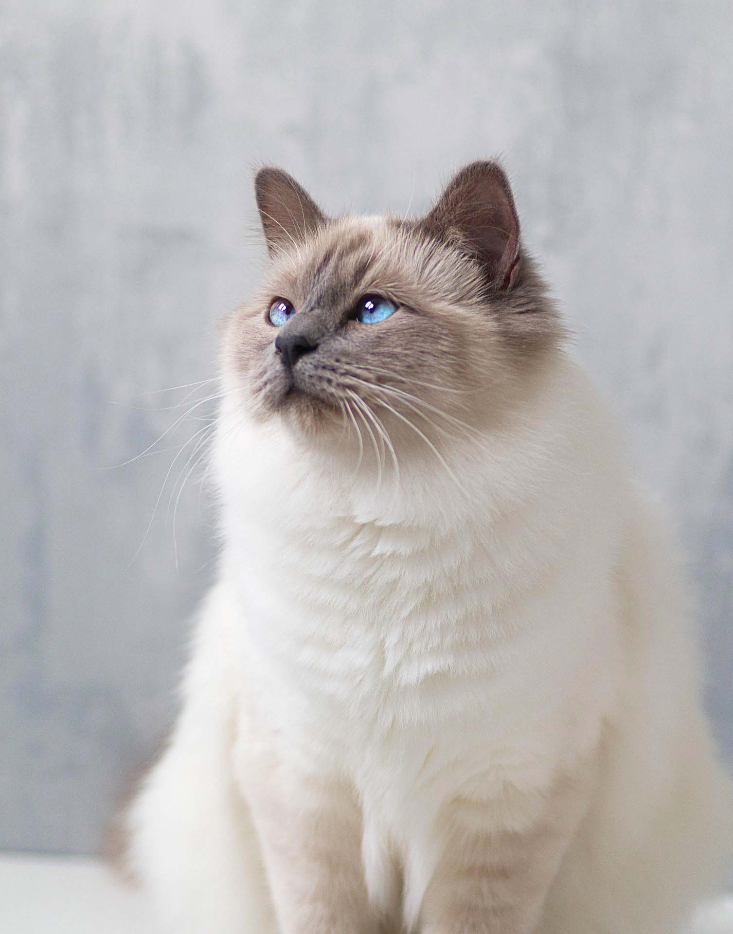 버만 고양이