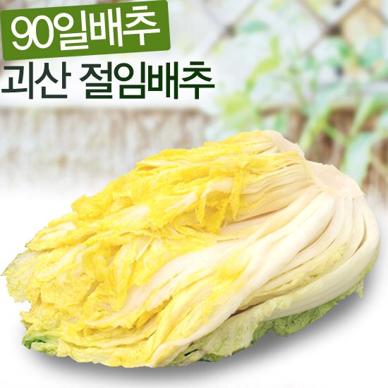 괴산배추