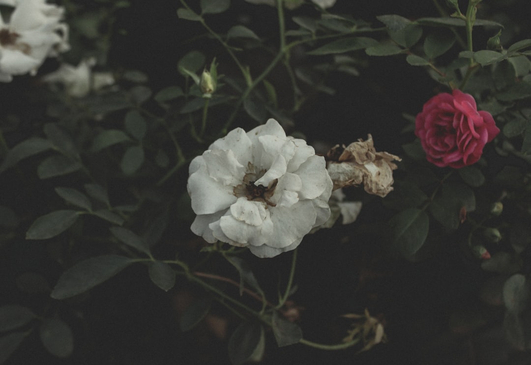 Rediscovery