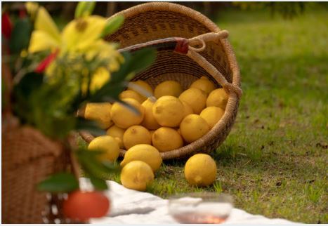 레몬이 담겨져 있는 바구니 사진