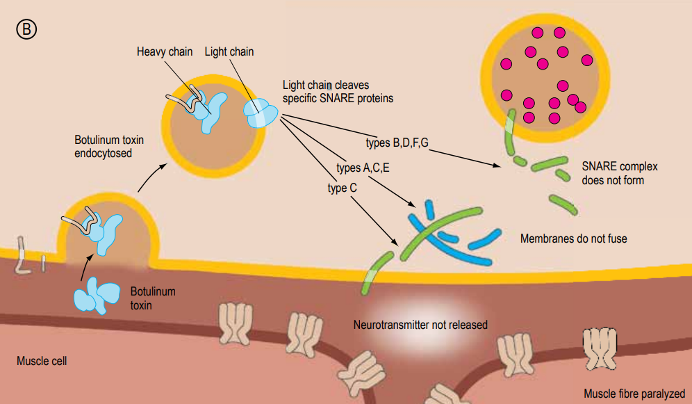 botulinum toxin mechanism