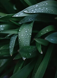 풀잎에-맺힌-빗방울