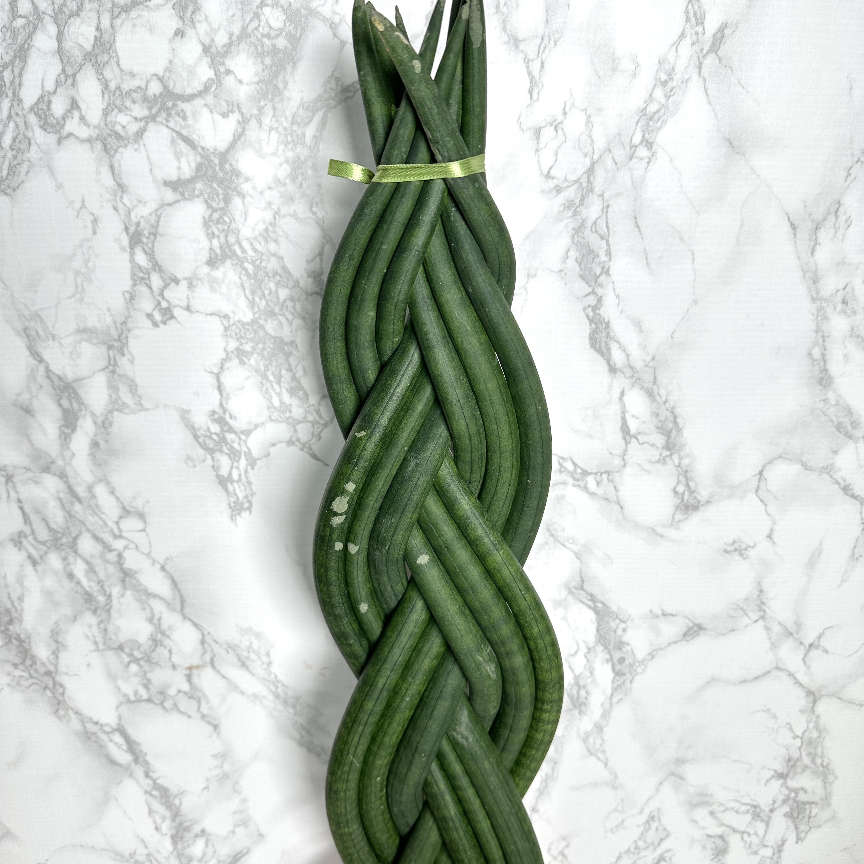 키우기 좋은 식물