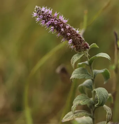 무릎-관절에-좋은-음식-건강