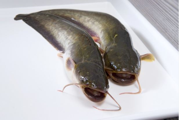 메기