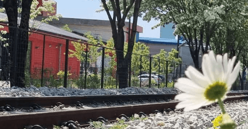 전주 이팝나무 철길 팁