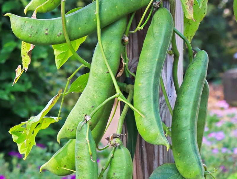 작두콩 효능 9가지 부작용