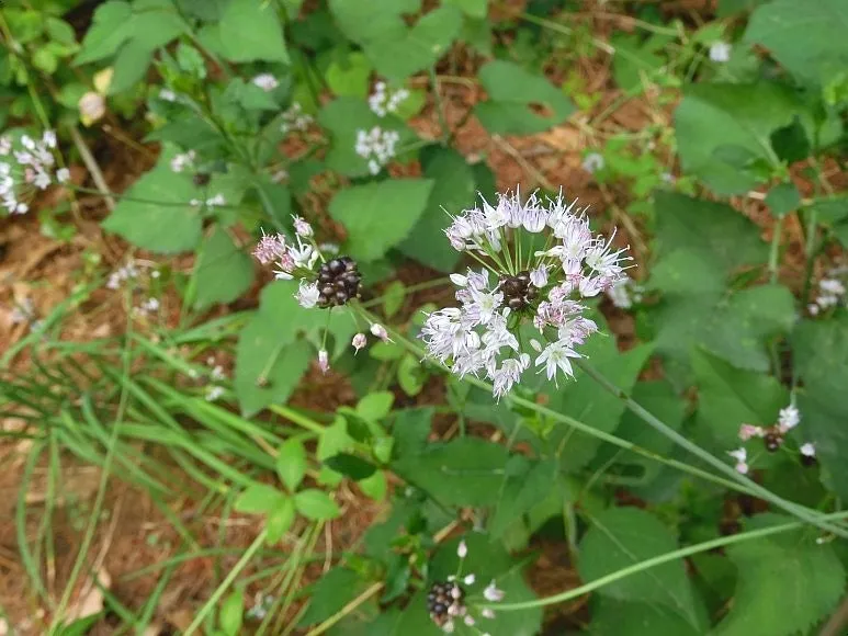 달래 재배 분구 나누기 화분 키우기 향 유지_8