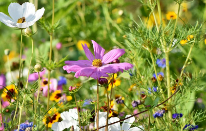 주차장 하동 북천 코스모스 메밀꽃축제